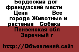 Бордоский дог ( французский масти)  › Цена ­ 50 000 - Все города Животные и растения » Собаки   . Пензенская обл.,Заречный г.